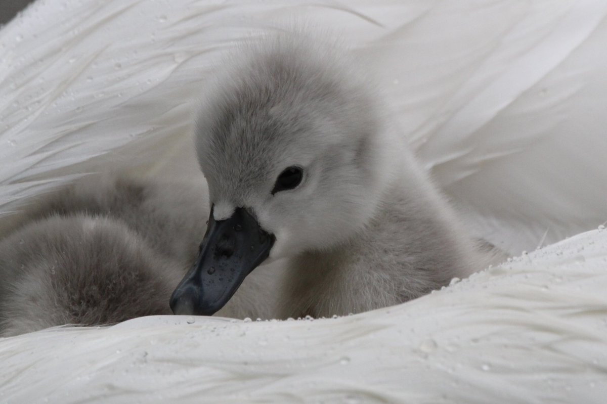 LouiseParry7's tweet photo. @OwainWynEvans One of 6 cygnets sheltering from the rain at Marbury Country Park https://t.co/8G2WaOogm7