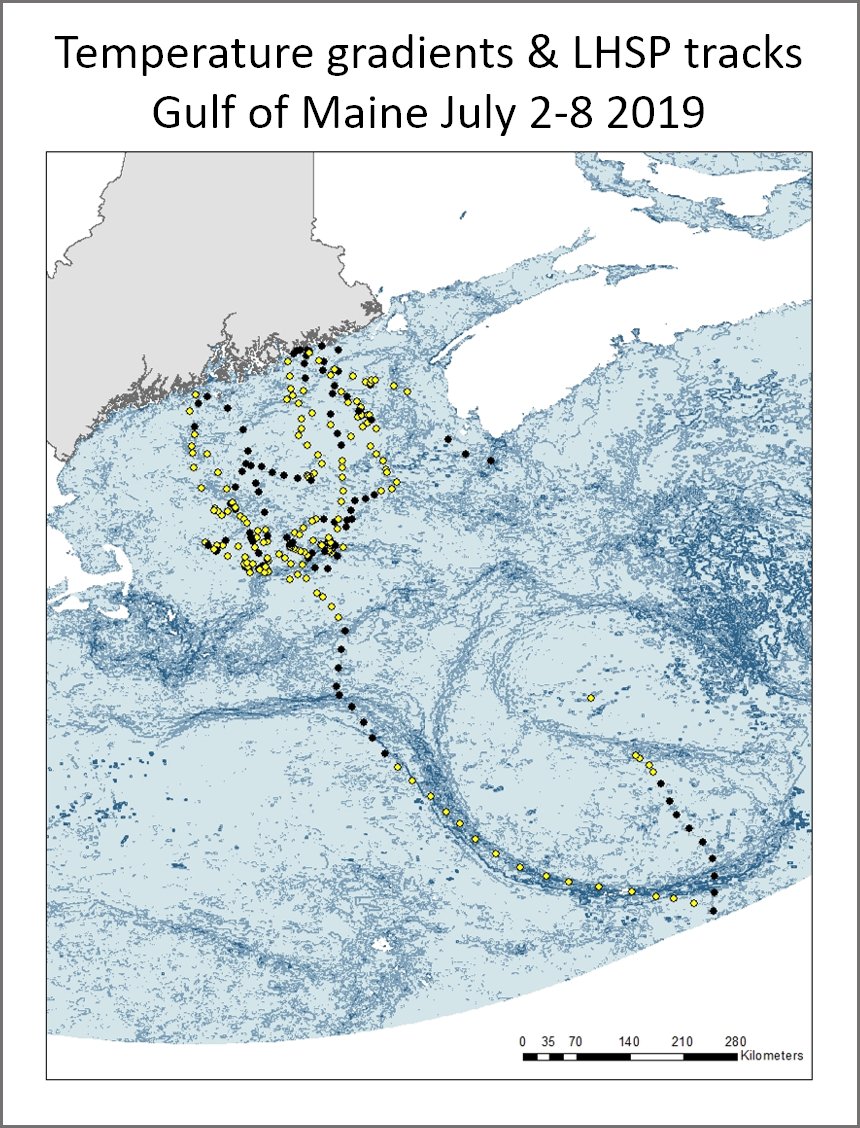 sam_albright_'s tweet image. Once at sea, GPS tagged foraging adults were attracted to areas of high temperature gradient (darker blue). Tracks during day (yellow) and at night (black). These data suggest that LHSP are nocturnal in the colony but active both day &amp;amp; night when foraging. #WSTC7 #ToolSesh2