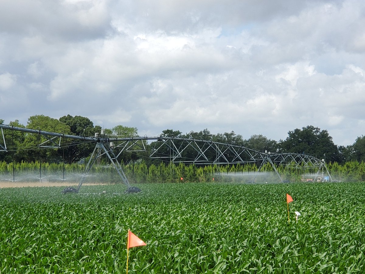 UGA SIRP (@striplingpark) on Twitter photo And so it begins! Using #VRI to apply #irrigation to plots in <a href="/WesleyMPorter/">Wes Porter-UGA Ext Ag Engineer</a> #corn plots. #Irrigation2021 And so it begins! Using #VRI to apply #irrigation to plots in <a href="/WesleyMPorter/">Wes Porter-UGA Ext Ag Engineer</a> #corn plots. #Irrigation2021
