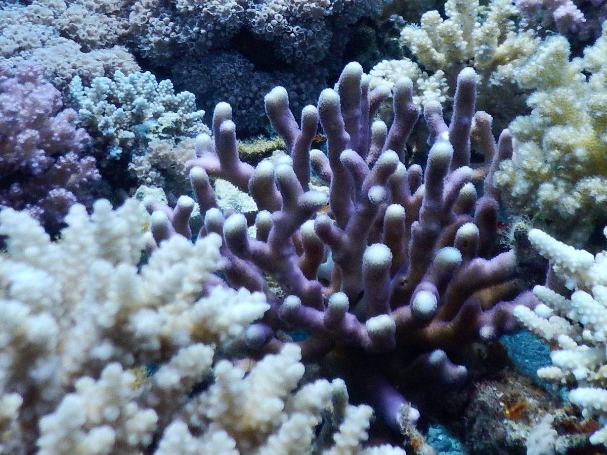 Two fascinating articles recently out on #RedSea #coral S. pistillata!
tinyurl.com/ymjn3cax
tinyurl.com/yncmb7ef