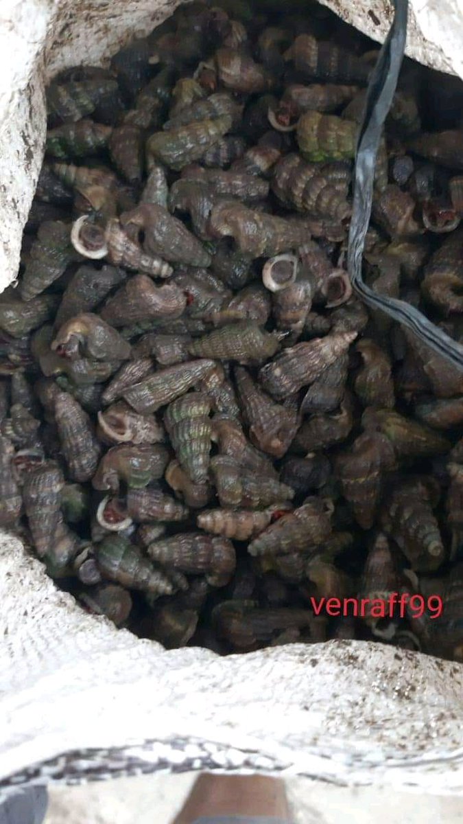 pasanica's tweet photo. Horn snail (mangrove snail) fresh
A gread 140/160 pcs 1kg
A+ gread 120/140 pcs 1kg
Required 2 tons by air Malaysia 
Weekly 
Plz price cnf
Arif
+923408379157 https://t.co/oiicaCEQqQ