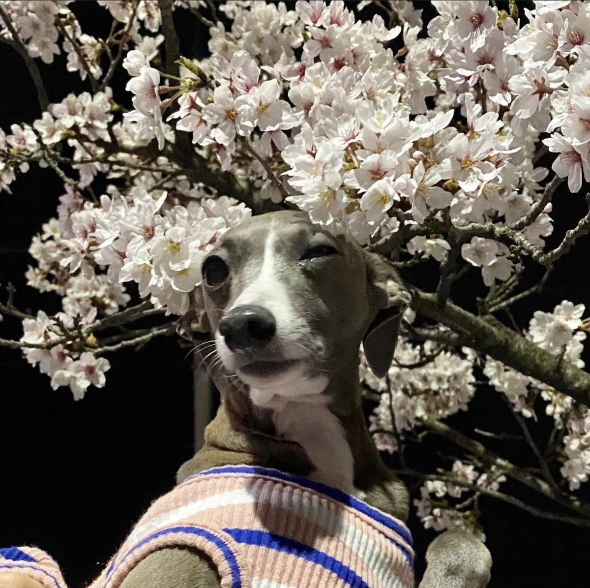 Happiest birthday to Haute! 🐶🎂 #HauteOverFlowers