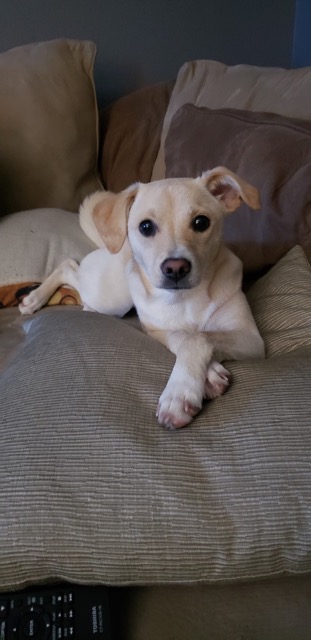 k_poppy4's tweet image. That Bone Broth tho...💕💋🦴#Wasted #BuschCTOcontest