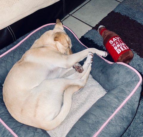 k_poppy4's tweet image. That Bone Broth tho...💕💋🦴#Wasted #BuschCTOcontest