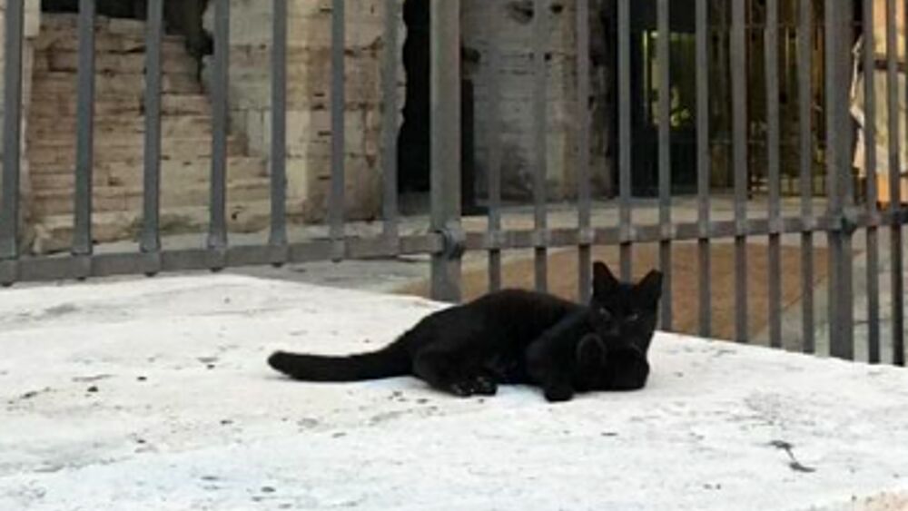 romatoday's tweet image. Colosseo in lutto, è morta Nerina dlvr.it/Rz2Qdg