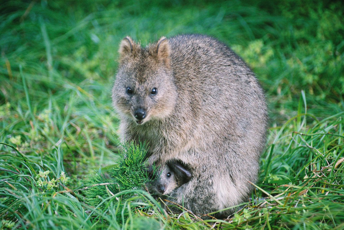 JoyQuokka's tweet photo. My mother's pouch is my all-time favorite😄
-
#quokka #quokkas #ashappyasaquokka #perthlife #animals #cute #babyanimals https://t.co/75WLwRjLle