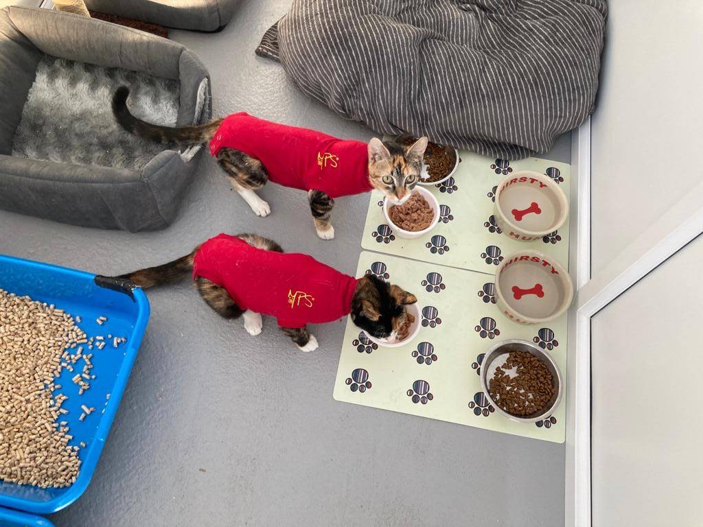 🐾Judith and Dobby weren't finished with their bank holiday actually, Tuesday is pajama day!🐾

(This fashionable pair have just been spayed, hence the rather fetching jumpsuits!)
