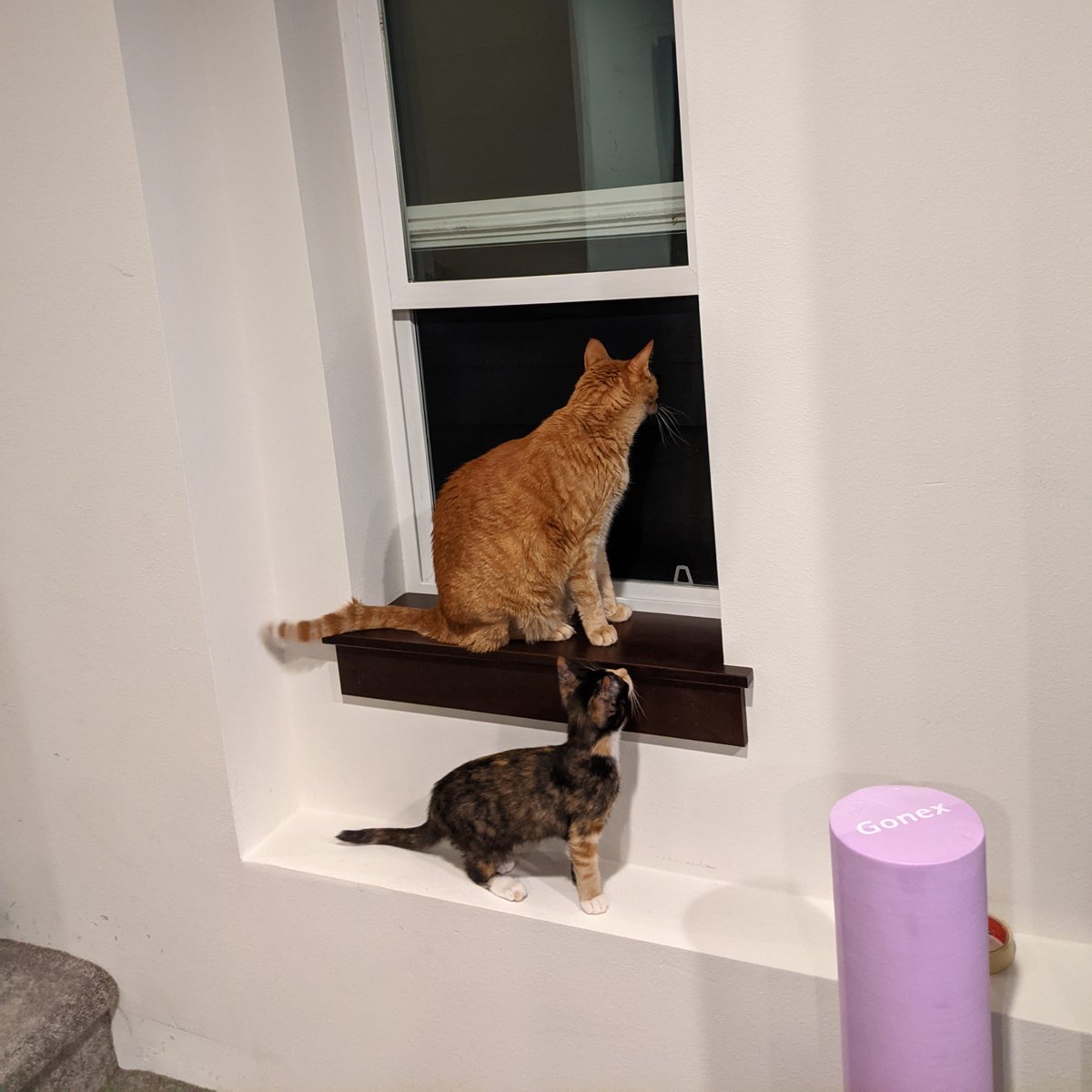 Orange cat sitting in window, tortie kitten on shelf beneath gazing up.