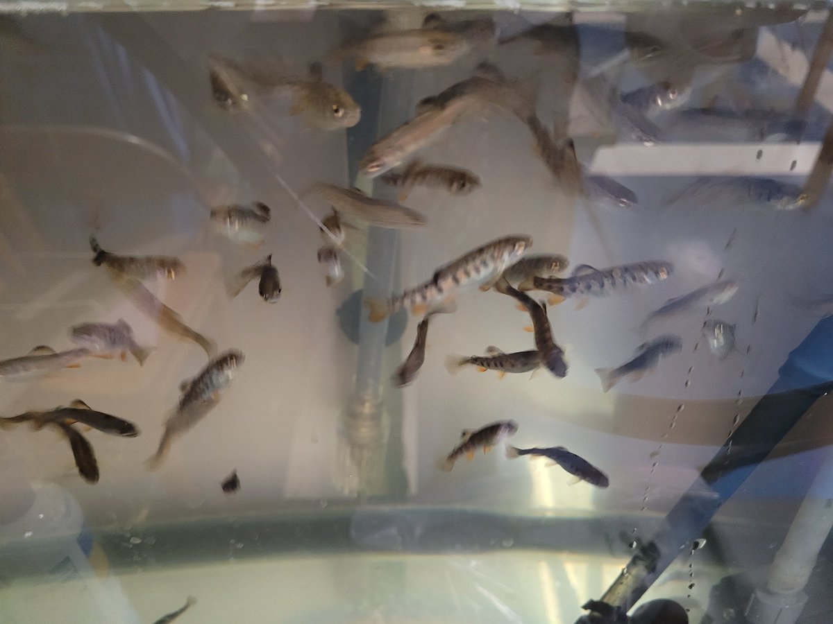 The 🌈rainbow trout from TIC are doing great.  Looks like we will be releasing about 100 this month. #TIC