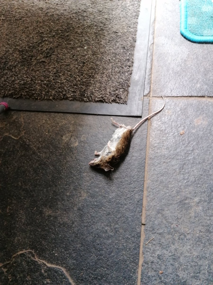 ArchieBall25's tweet image. I bringed mummy @ball_helen a pwesent fwom da garden