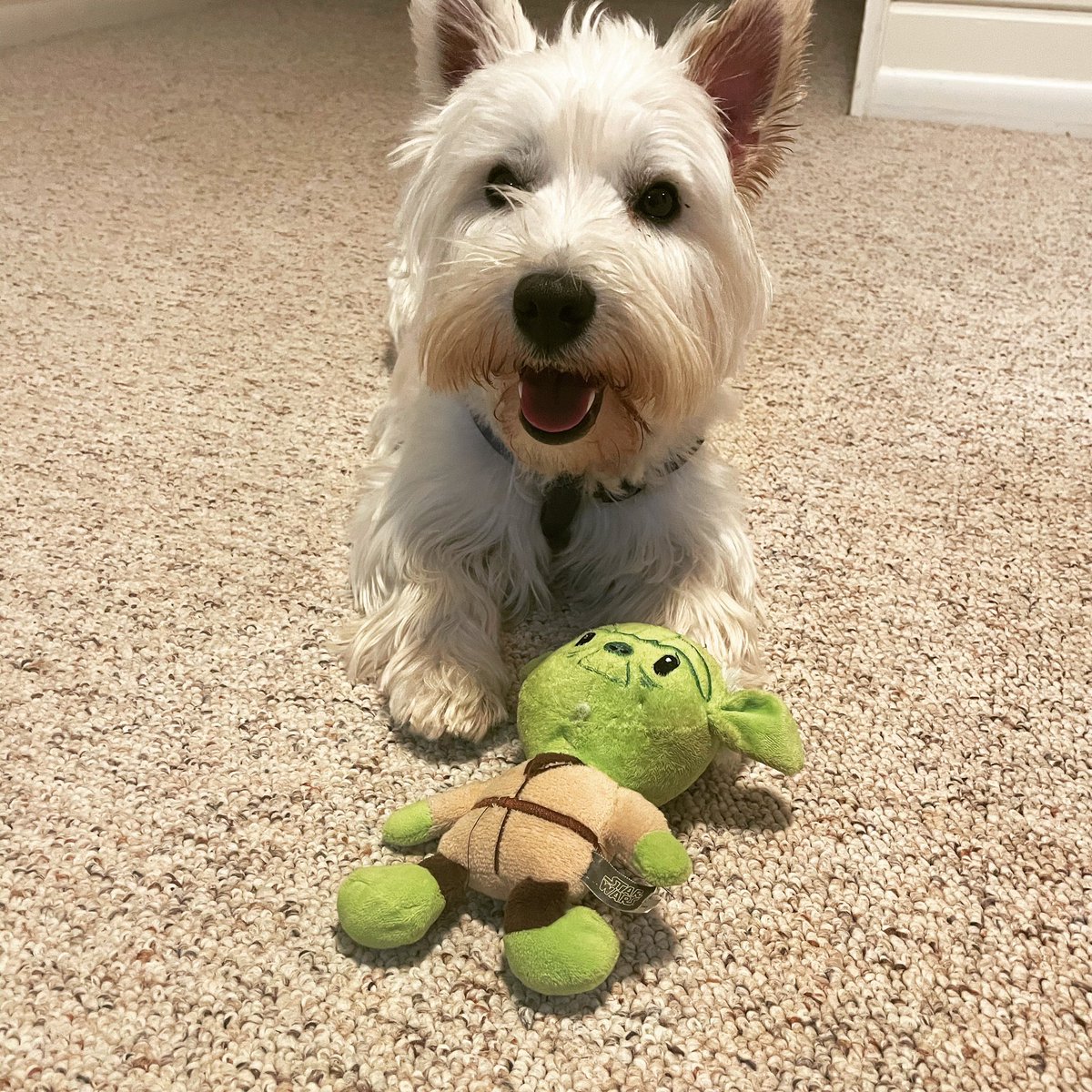 In honor of Star Wars day, I have to post a picture of my dog... his name is R2D2 and he is best friends with yoda:) may the 4th be with you all!!!