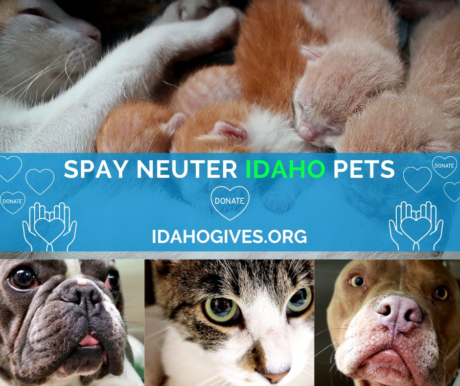 At Spay Neuter Idaho Pets, we are dedicated to helping our community maintain a sustainable pet population by offering easy access to high-quality, affordable preventative veterinary care. Please support us through Idaho Gives:  idahogives.org/organiz.../spa…
