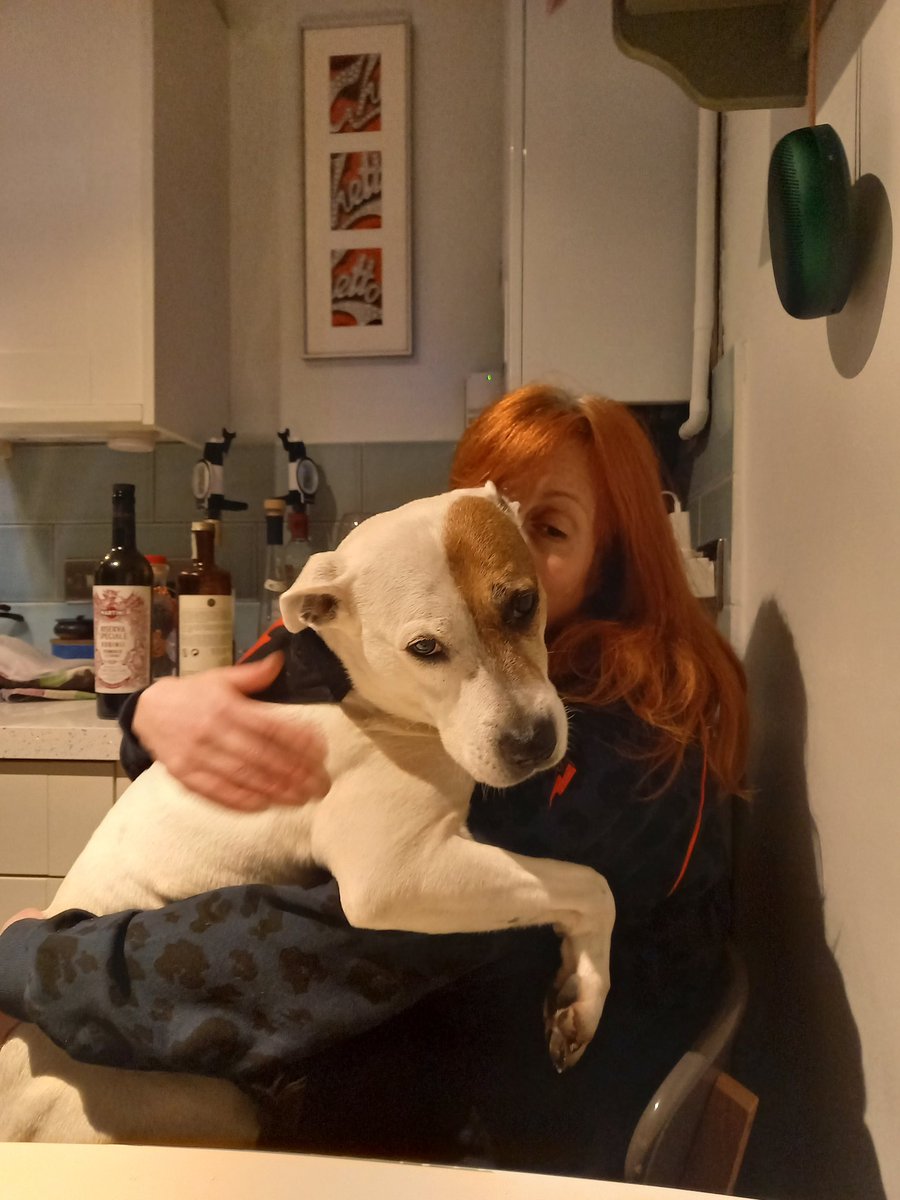 PhippsJim's tweet photo. @BillBailey just to let you know that we adopted Bowie from the Mayhew last year after your appeal https://t.co/WHUwhdFFWi