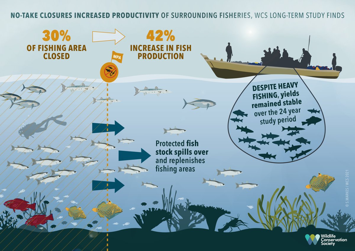 A new WCS study provides further evidence of the value of no-take Marine Protected Areas to achieve benefits for fish, fishers, communities, and ecosystems. ow.ly/Qpsg50EEyzN