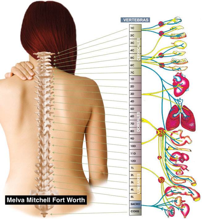 Melva Mitchell Fort Worth Feeling and Staying Young With Chiropractic

issuewire.com/melva-mitchell…

#melvamitchell #drmelvamitchellfortworth
#chiropractor #chiropractic #texas #texascowboys