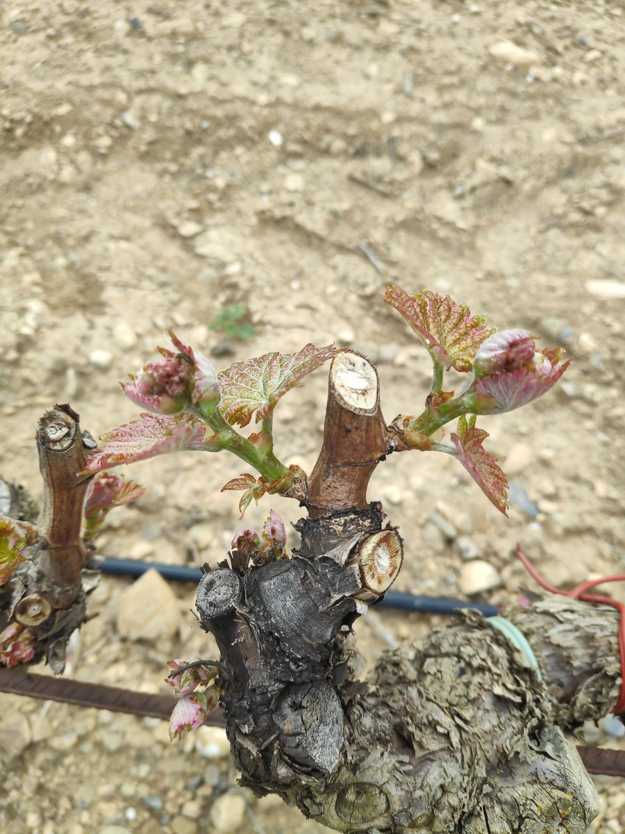 BODEGAS Y VIÑEDOS ILURCE tweet media