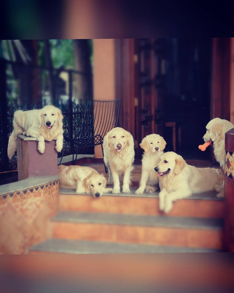 93MiCasa's tweet photo. A picture speaks more than a million words. 
.
#lazy #caption 
#cliche #no 
.
#familytime #dogfamily #dogsarefamily #packofdogs #furrybaby #goldenretrievers https://t.co/393iQwfLtW https://t.co/U6g2hHsIhg