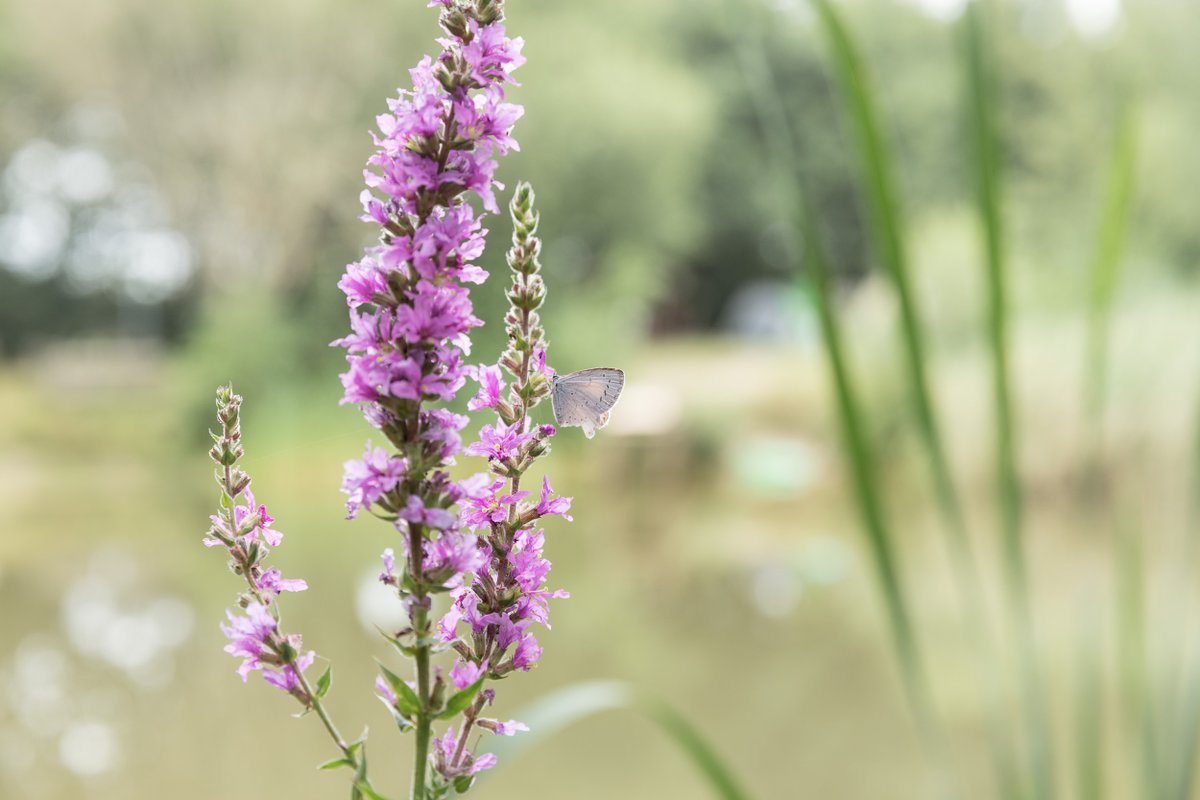 Vanavond is de Nationale dodenherdenking. Een belangrijk moment om stil te staan bij oorlogsslachtoffers. Ook op de #Natuurkampeerterreinen houden we om 20.00uur twee minuten stilte in acht.We hopen dat alle kampeerders daar rekening mee willen houden❤ #nationaledodenherdenking