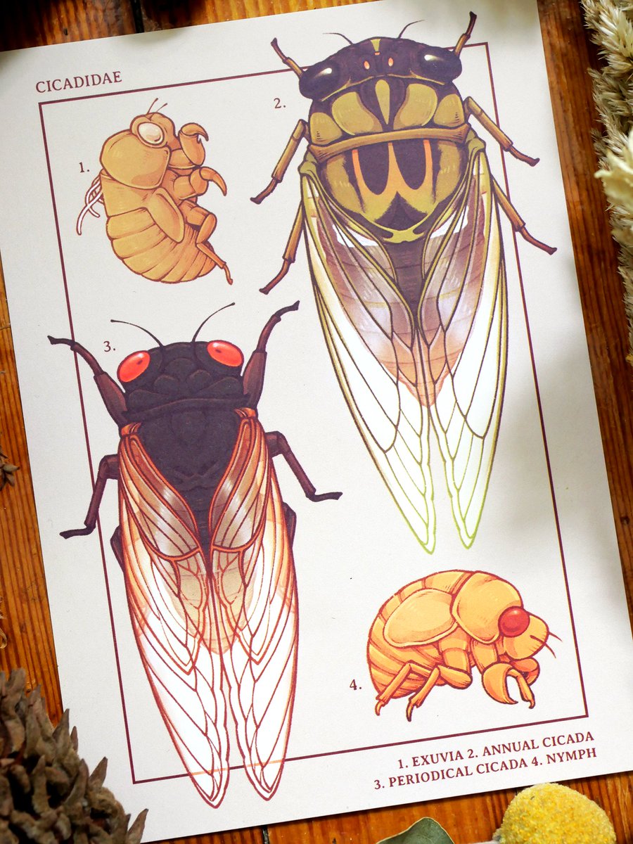i sneakily restocked my cicadidae prints this weekend!! ✨ if you order now you might be able to get them just in time for the amazing, screaming emergence of the 17-year cicadas happening shortly here in eastern north america  :^)🌾