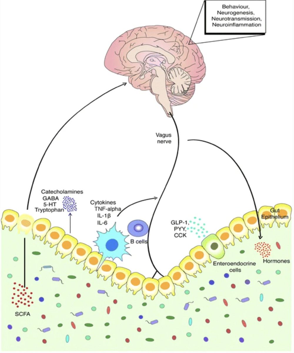 GutMicrobiota Health tweet media