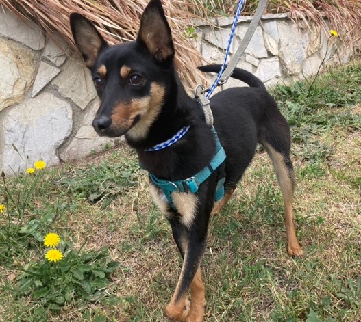 This adorable girl is Poppy, a Min Pin mix about a year old. She's currently getting medical treatment for an injured leg, and will need a quiet place to recover in the L.A. area. If you'd like to foster or adopt Poppy, go to muchlove.org. Thank you! #adopt #rescue