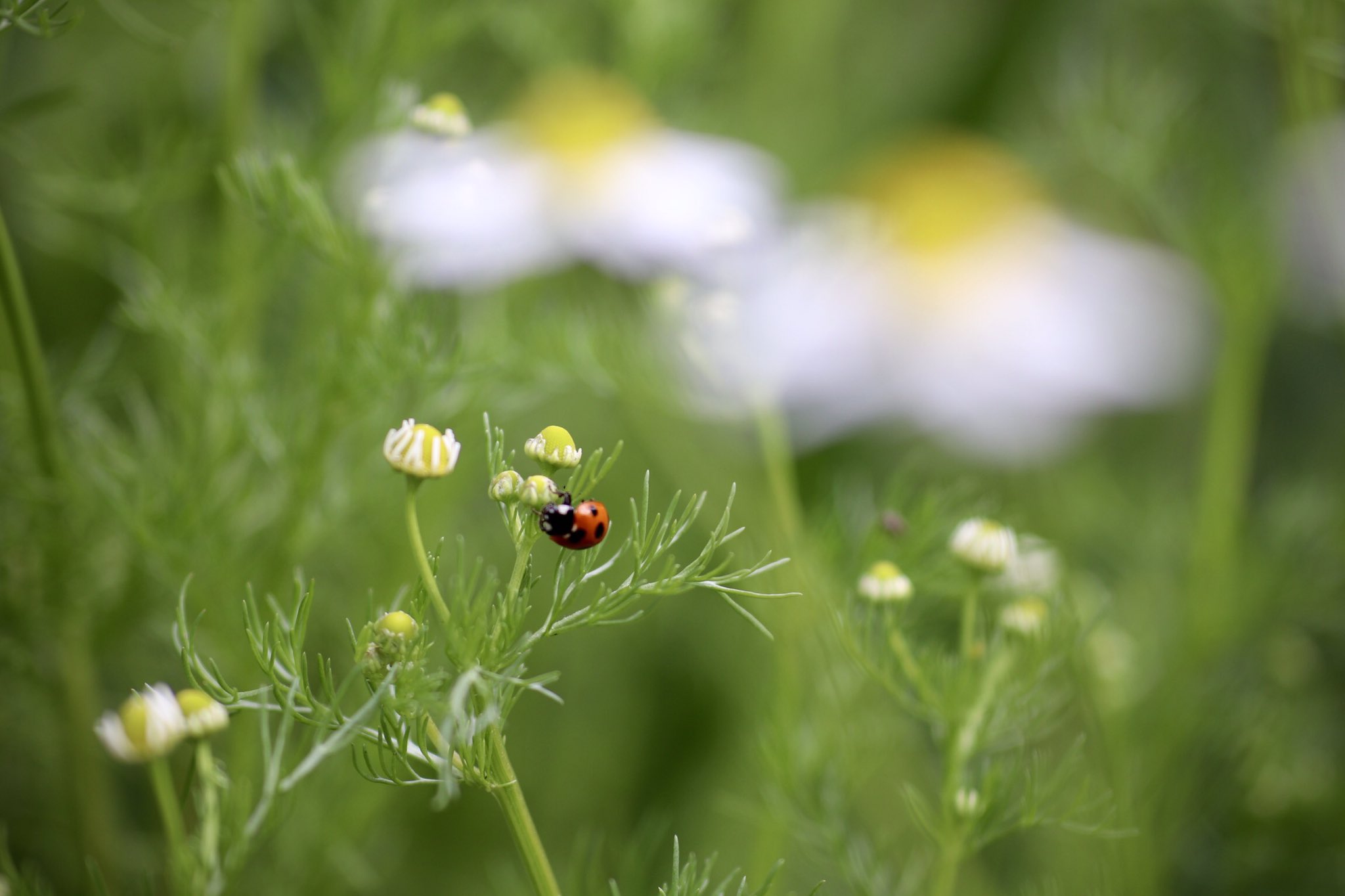 えり 多年草のローマンカモミールに比べて背高の ジャーマンカモミール は1年草 風雨にさらされ傾いた私の庭のカモミール 青空へ向かう てんとう虫の力を借りて花はお茶に 花言葉 逆境に耐える 苦難の中の力 キク科シカギク属 カミツレ