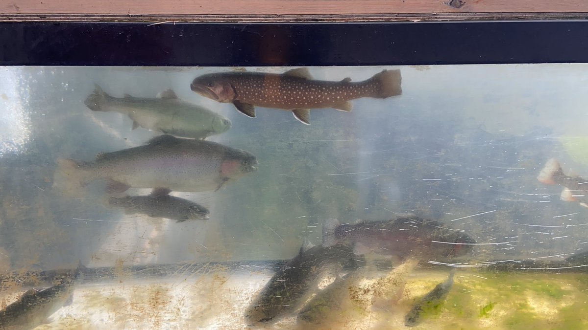 78 35 Jkkap2 Twitter