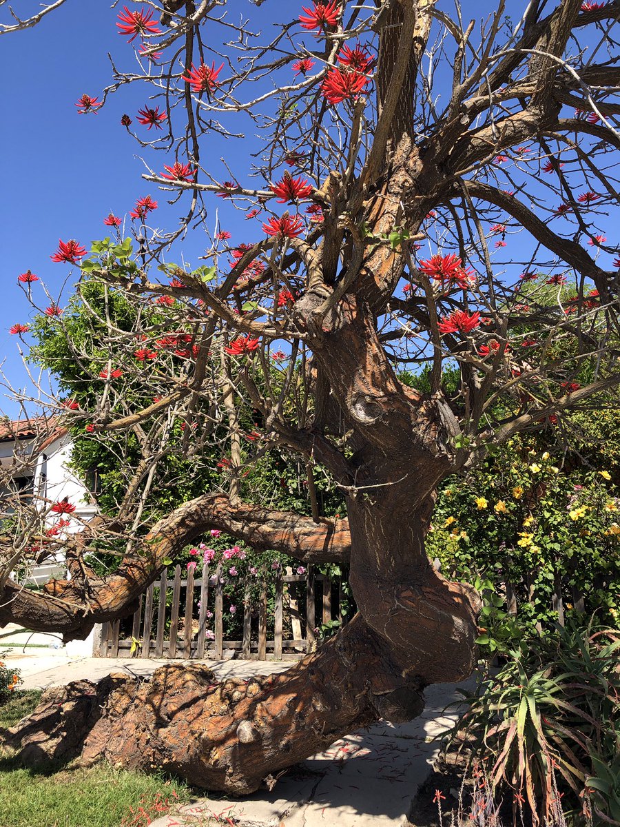 dubioseducator's tweet image. #BraidedLives A tree in my neighborhood. Thought of it when I saw your tweet. Often amazed how it “thrives” Never gonna give up, it shouts to passerby!