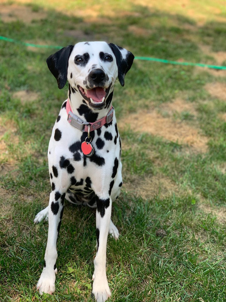 jennco_jpg's tweet photo. Say hi to our pupper Oreo! 🖤🤍
#PupweiserContest https://t.co/CUSZij4Fg4