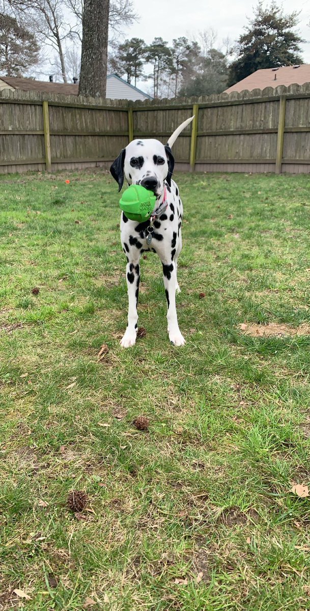 jennco_jpg's tweet photo. Say hi to our pupper Oreo! 🖤🤍
#PupweiserContest https://t.co/CUSZij4Fg4