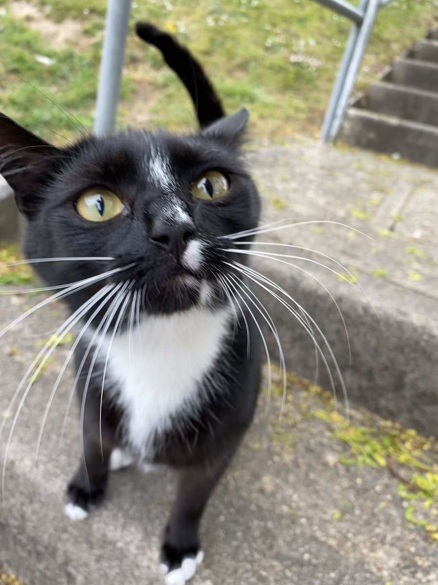 MsAlexBev's tweet photo. Too busy talking to voters on the #LabourDoorstep in Crownhill to take a team photo today. Lots of people recognising the hard work of @Jon2aylor will be voting @PlymouthLabour on Thursday and greeted by some fabulous #PetsForLabour
#VoteLabour #VoteLabourMay6 https://t.co/NY8oNtQ6Us