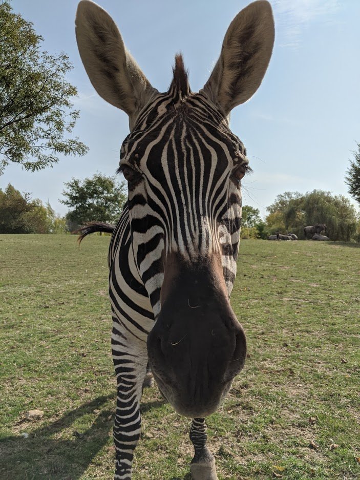 fortwaynezoo's tweet photo. Happy 20th Birthday to this striped gal, Jasiri! 🥳
📸Keeper Emily https://t.co/2Wu6JZDDQM