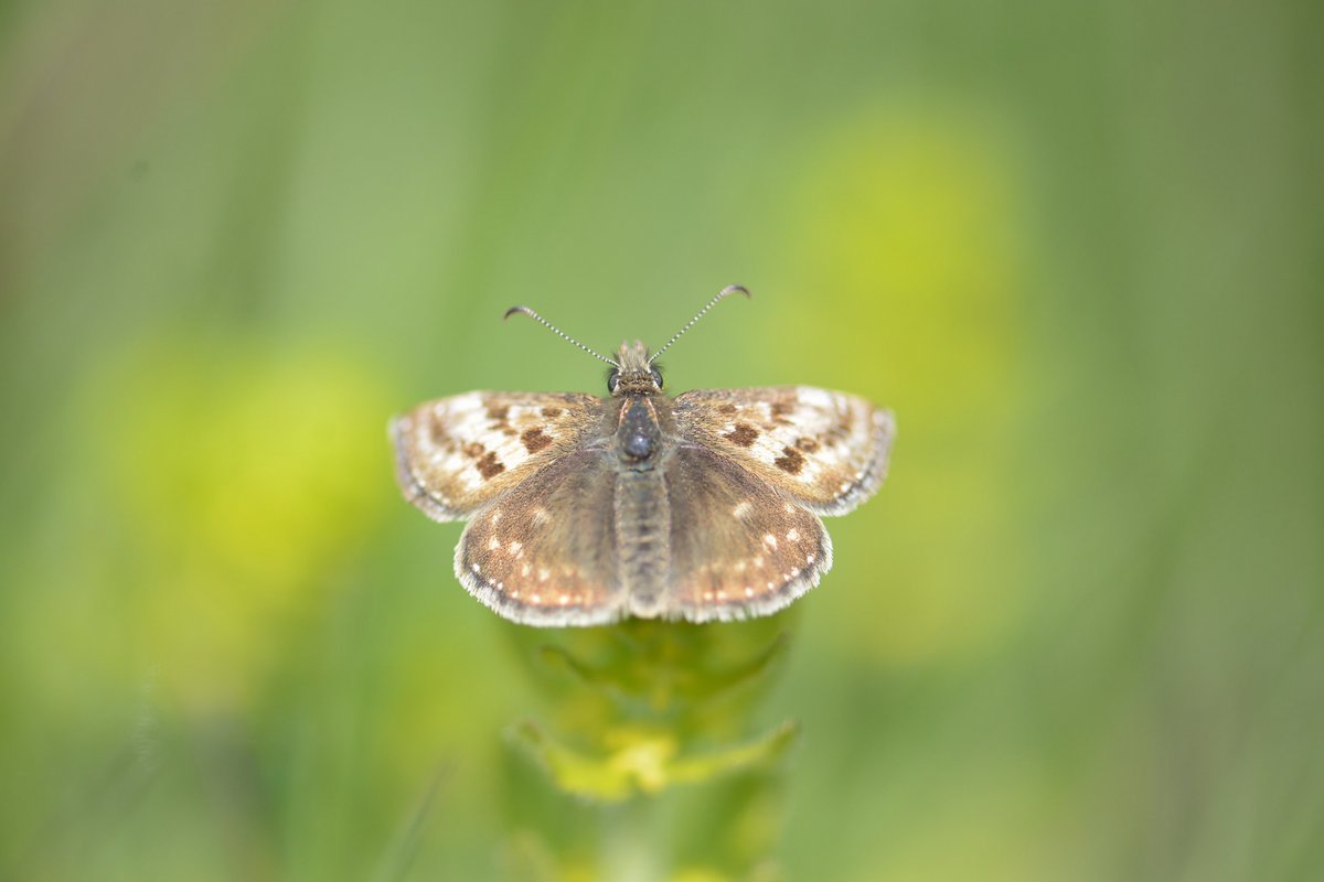 First butterfly photo of 2021, Dingy skipper