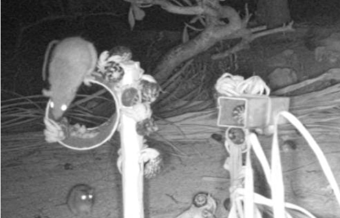 EPICislands's tweet image. ¾ #WSCT7 #ToolSesh2 Find 9 introduced #mammal species on &amp;gt;25 remote Grenadine islands and 9 in BC Petrel nest areas. All petrel nest burrows cams recorded #rats. Pics of mongoose with bcpe chick and rats at tracking tunnel.