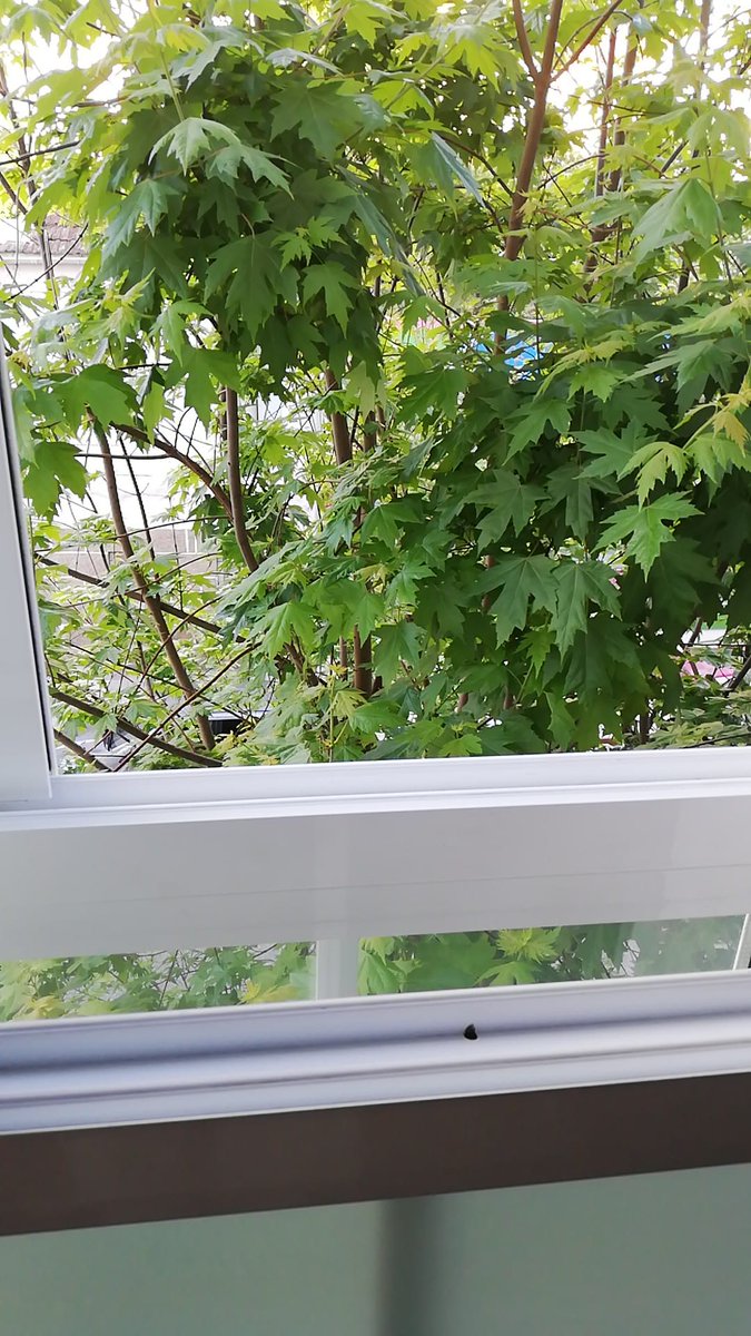 23Yara99's tweet photo. @abelcaballero Habría que invertir algo en cuidar las calles de los barrios "menos populares" de la ciudad. En Teis llevamos más de un año pidiendo que poden este árbol que cubre nuestra ventana e impide que se pueda abrir en verano por las moscas, mosquitos y abejas que atrae. https://t.co/oetkcJN3wx