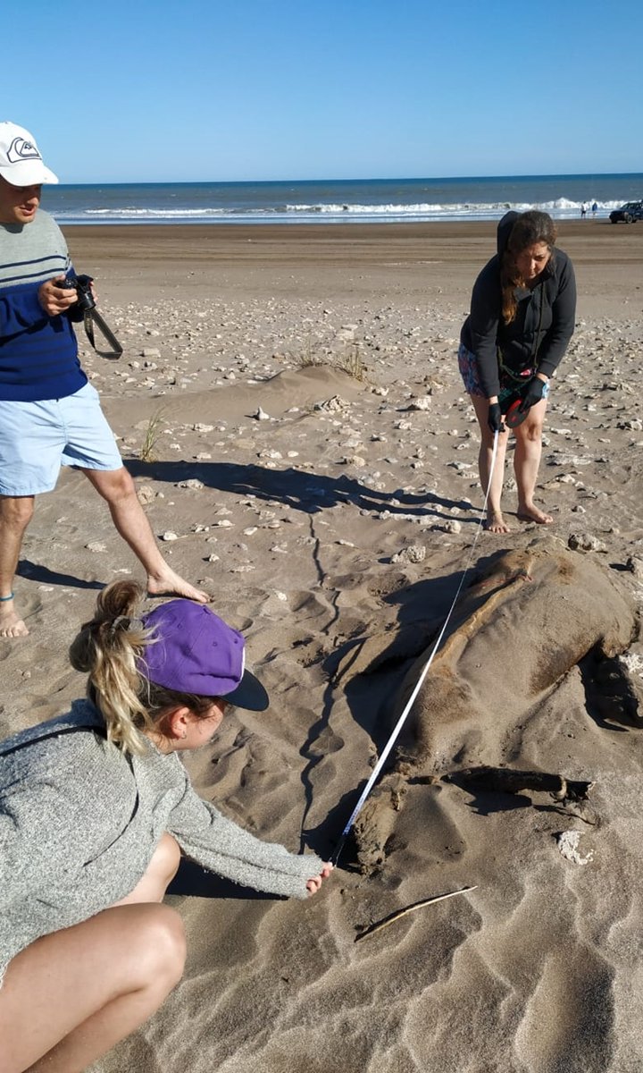 LeandroTamini's tweet image. 1/4 #WSTC7 #ToolSesh2 #ECOFAM is a #CitizenScience project to generate scientific knowledge on the health of coastal environments along 300 km of north coast of Argentina, based on data collection of #seabirds, sea turtles and marine mammals dead as indicators 🐧🐢🐋