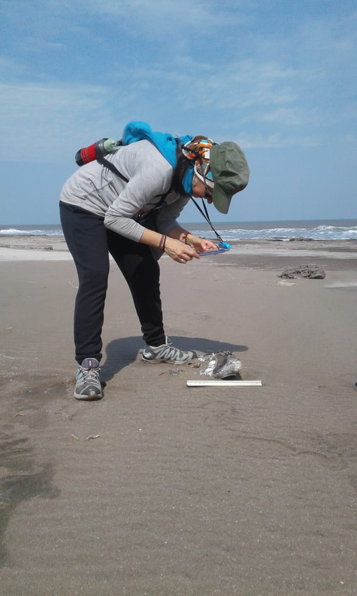 LeandroTamini's tweet image. 1/4 #WSTC7 #ToolSesh2 #ECOFAM is a #CitizenScience project to generate scientific knowledge on the health of coastal environments along 300 km of north coast of Argentina, based on data collection of #seabirds, sea turtles and marine mammals dead as indicators 🐧🐢🐋