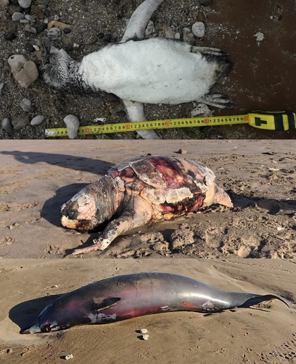 LeandroTamini's tweet image. 2/4 #WSTC7 #ToolSesh2 #CitizenScience Using #Argentinat #INaturalist during last year 31 #ECOFAM volunteers spent 570 hours recording 936 carcasses of 31 species, including 839 #seabirds (21 sp.) mainly #penguins, 95 mammals (8 sp.) mainly sea lions, and 2 sea turtle (2 sp.)