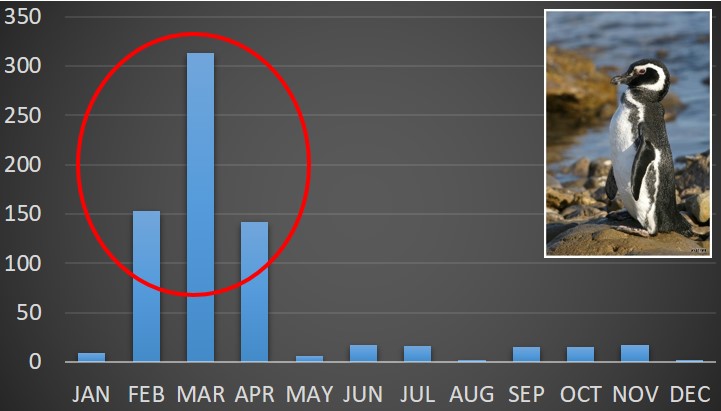 LeandroTamini's tweet image. 3/4 #WSTC7 #ToolSesh2 #CitizenScience Specifically for #MagellanicPenguin 653 carcasses were recorded (97% of juveniles). FEB-MAR-APR records coincides with the annual migration from their colonies in #ArgentinePatagonia to the waters of Uruguay and southern Brazil