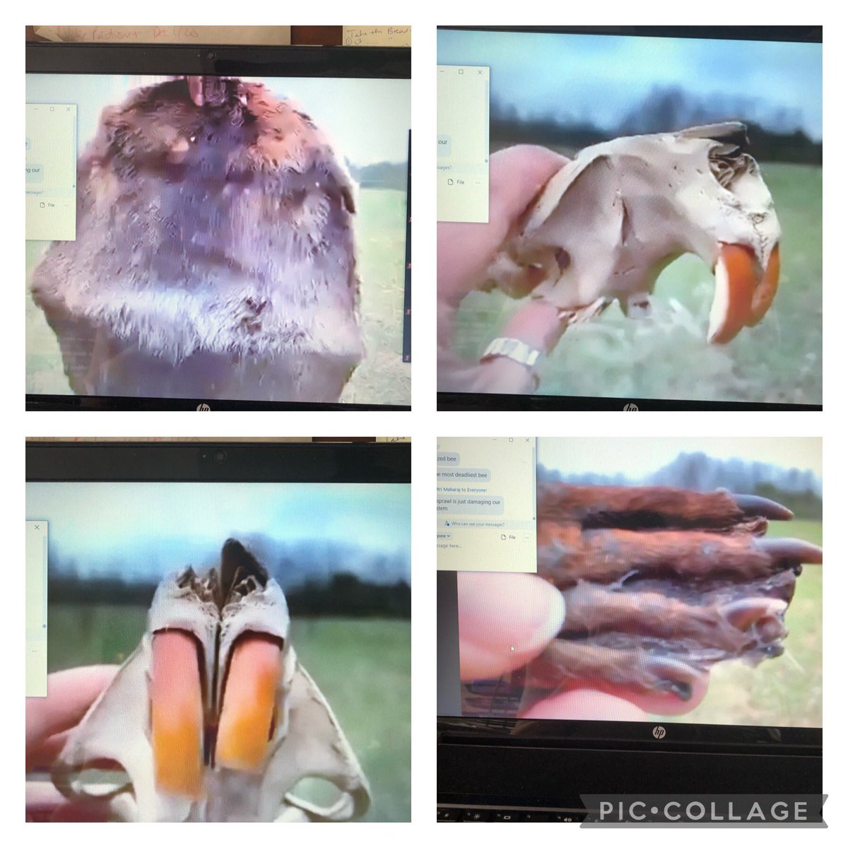 More examples of living things at Sheldon farms..... the beaver.  The students were quite excited to see these fossilized examples @Hilltoptdsb @gagliardi_tdsb