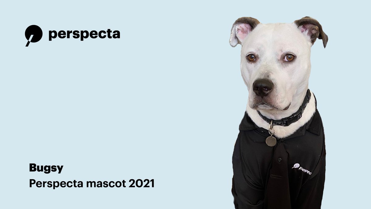 Perspecta's tweet image. Bugsy, our 2021 Perspecta pet mascot, is all dressed up and ready to work from home today!

#PerspectaPower #PerspectaMascot2021 #FacesOfPerspecta #TuesdayVibes #TuesdayTreat