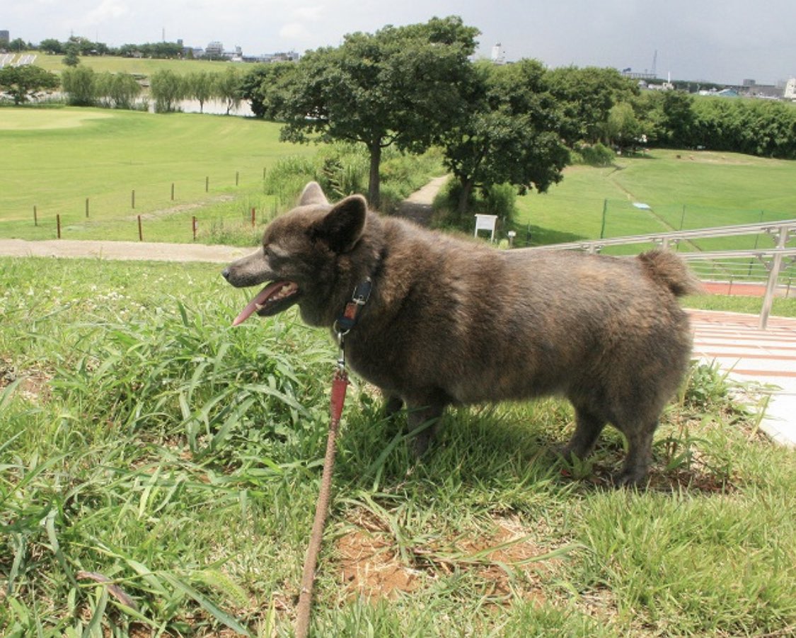 熊みたいだけど熊じゃないんです どう見ても熊なこの生き物の正体に驚きの声多数 熊じゃん ほぼ熊 Togetter 熊みたいだけど熊じゃないんです どう見ても熊なこの生き物の正体に驚きの声多数 熊じゃん ほぼ熊 Togetter