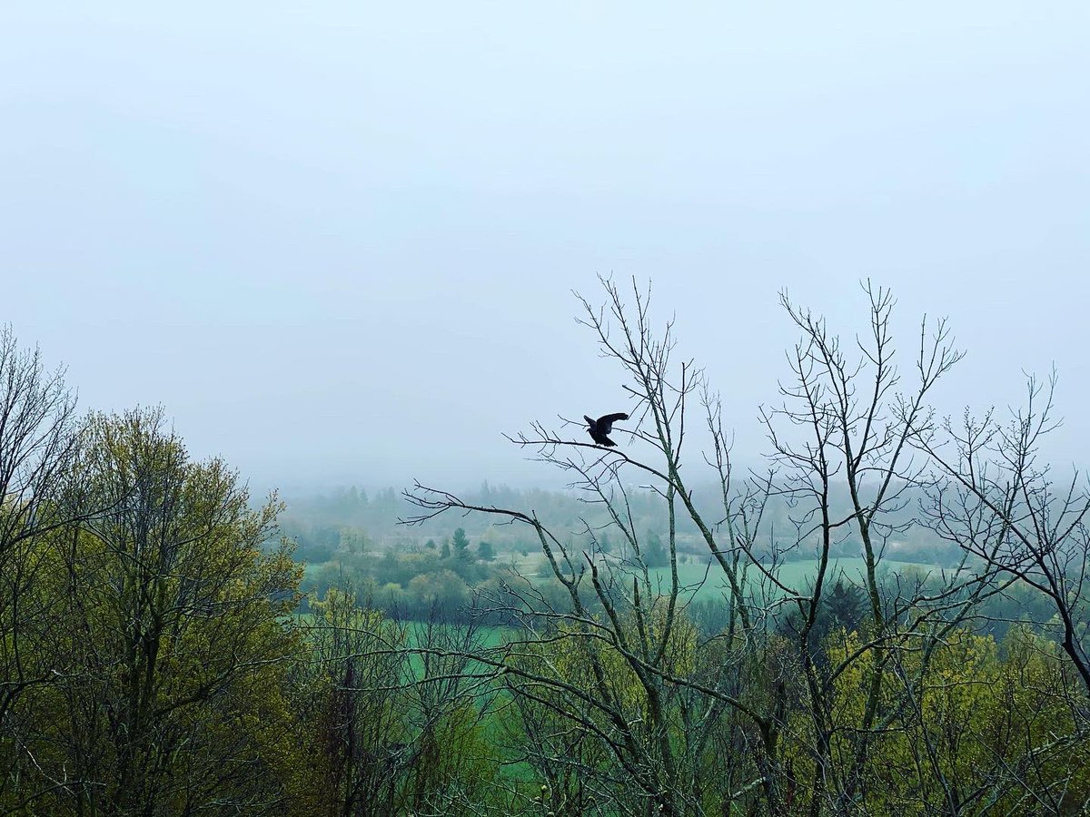 happyfunholmes's tweet photo. Trying to fill up on what is here &amp; now instead of pining for what’s missing. Nature helps 🌲 
#RattlesnakePoint https://t.co/yS5mZmrwL8
