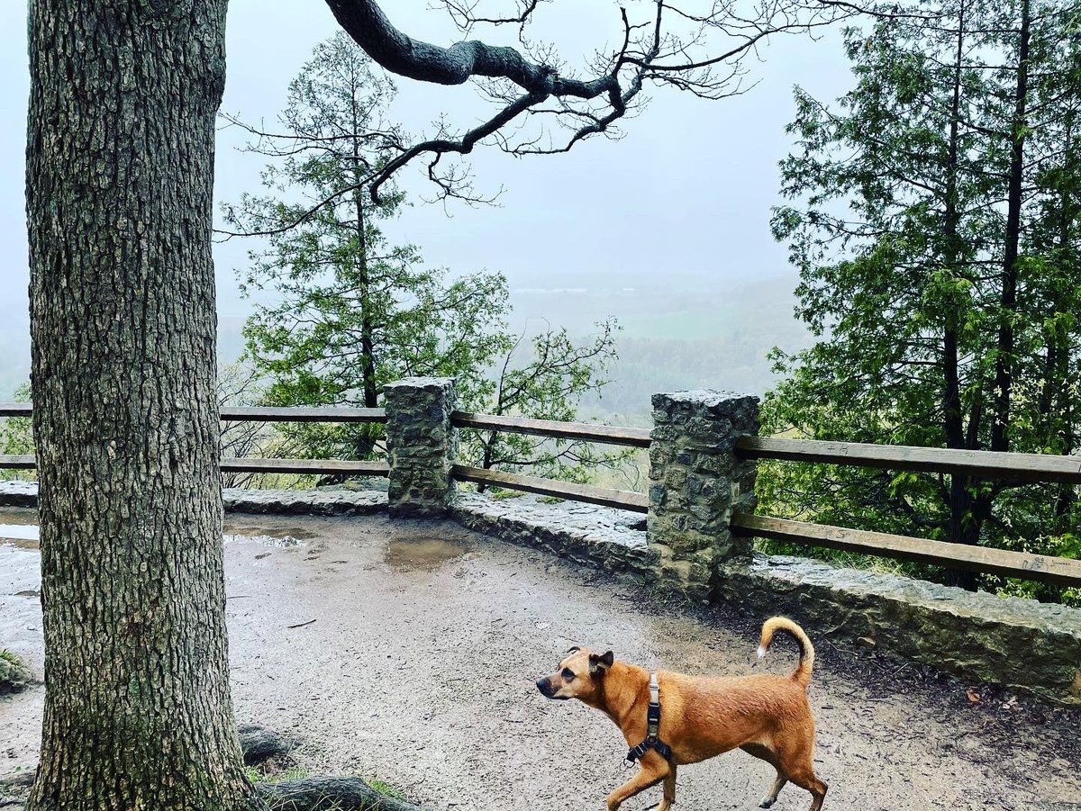 happyfunholmes's tweet photo. Trying to fill up on what is here &amp; now instead of pining for what’s missing. Nature helps 🌲 
#RattlesnakePoint https://t.co/yS5mZmrwL8