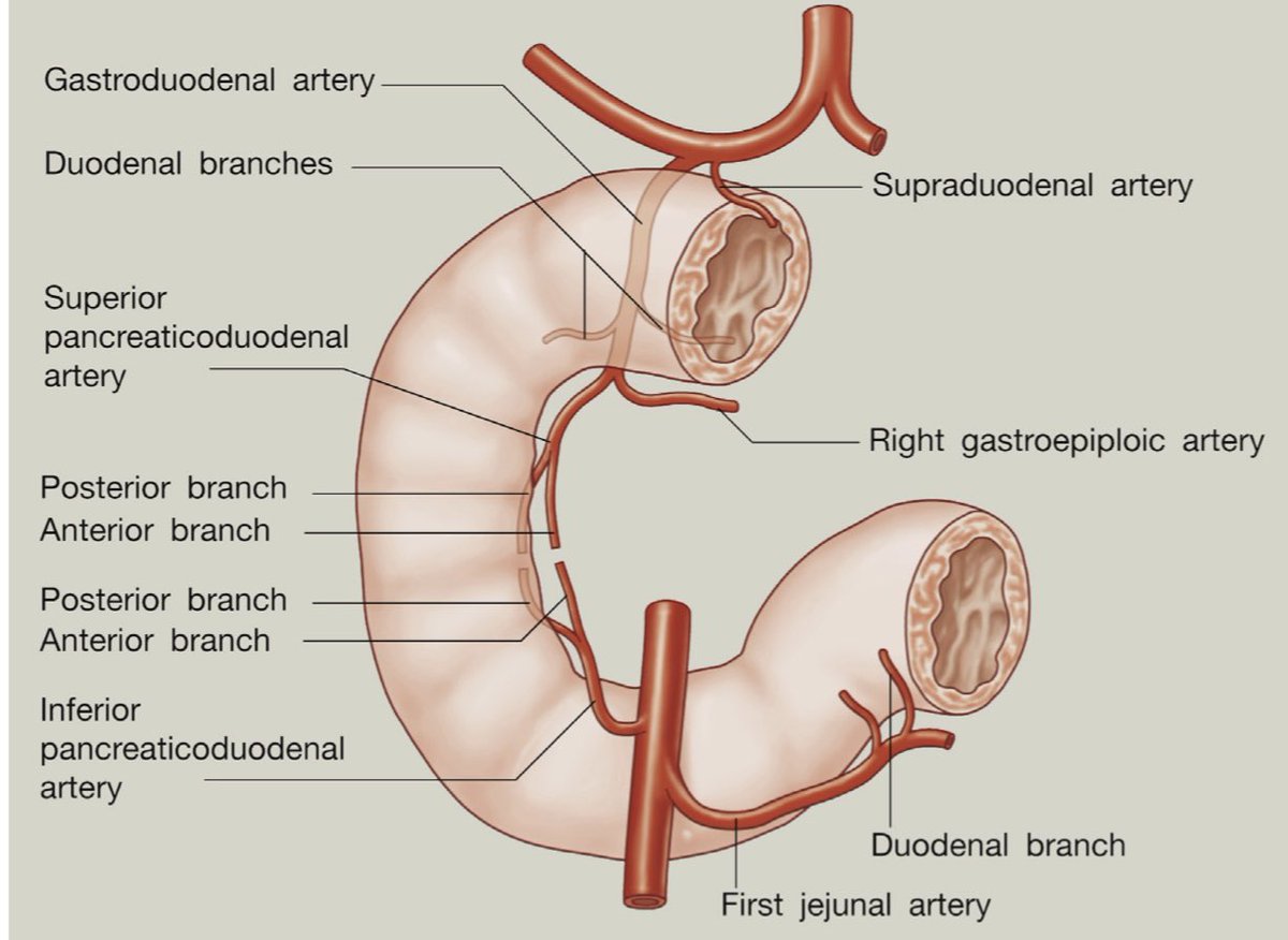 drkeithsiau's tweet photo. Anatomy of the duodenum #MedEd 

1️⃣ Length of the 4 parts 🔢
2️⃣ Endoscopic landmarks 🔦
3️⃣ Lateral view at D1 ↩️
4️⃣ Arterial supply 🩸 https://t.co/wWpjBFWKin