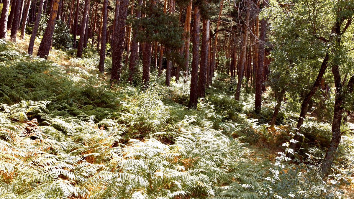 ✨Mira a los árboles, los pájaros, las nubes, las estrellas y si tienes ojos serás capaz de ver que toda la existencia es alegría #braojos  #casaruralmadrid #petfriendly