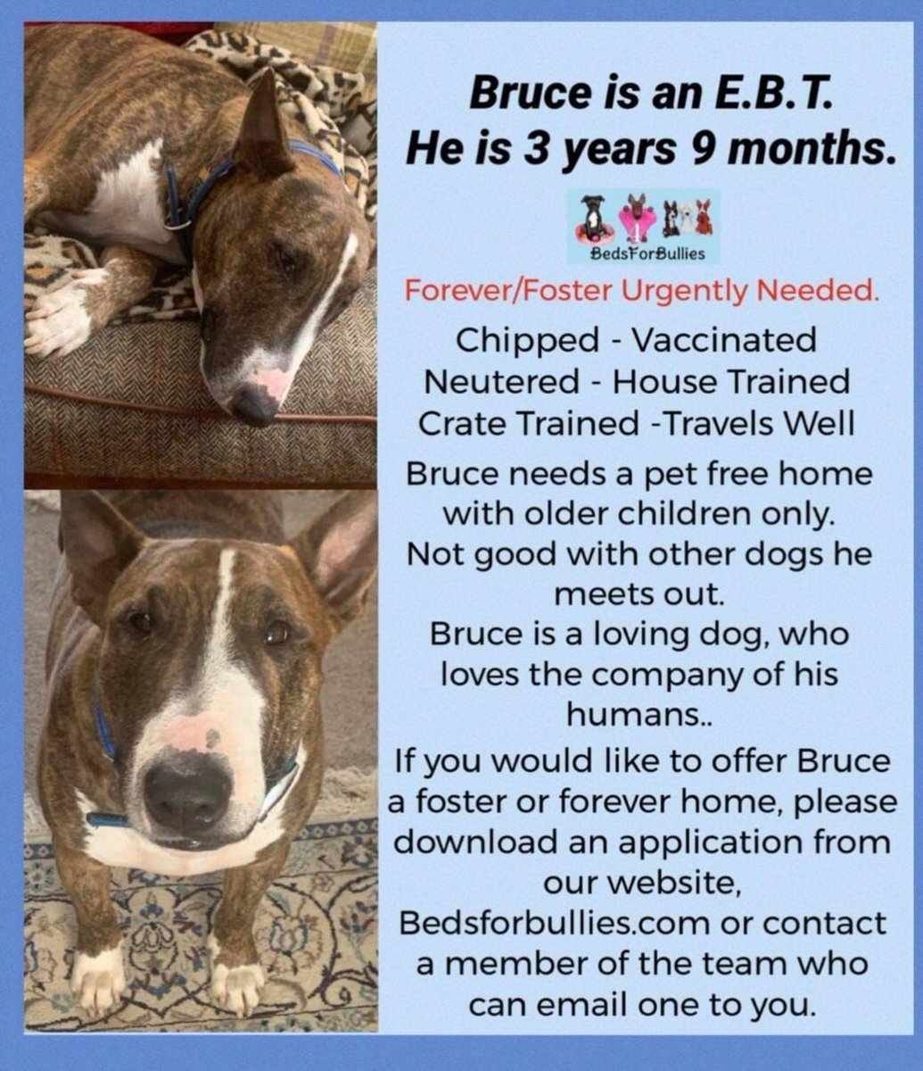 FOSTERFIRST1's tweet image. #FosterFirst #rehomehour 🐾💚