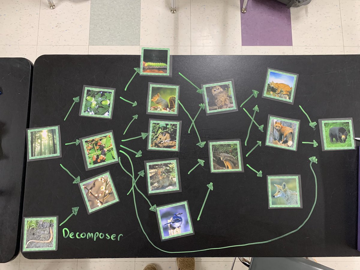 We've been lovin' the neon expo markers to help us visualize the transfer of energy that happens in food webs! I also love when my SS ask for their work to captured, showing their confidence!!📸