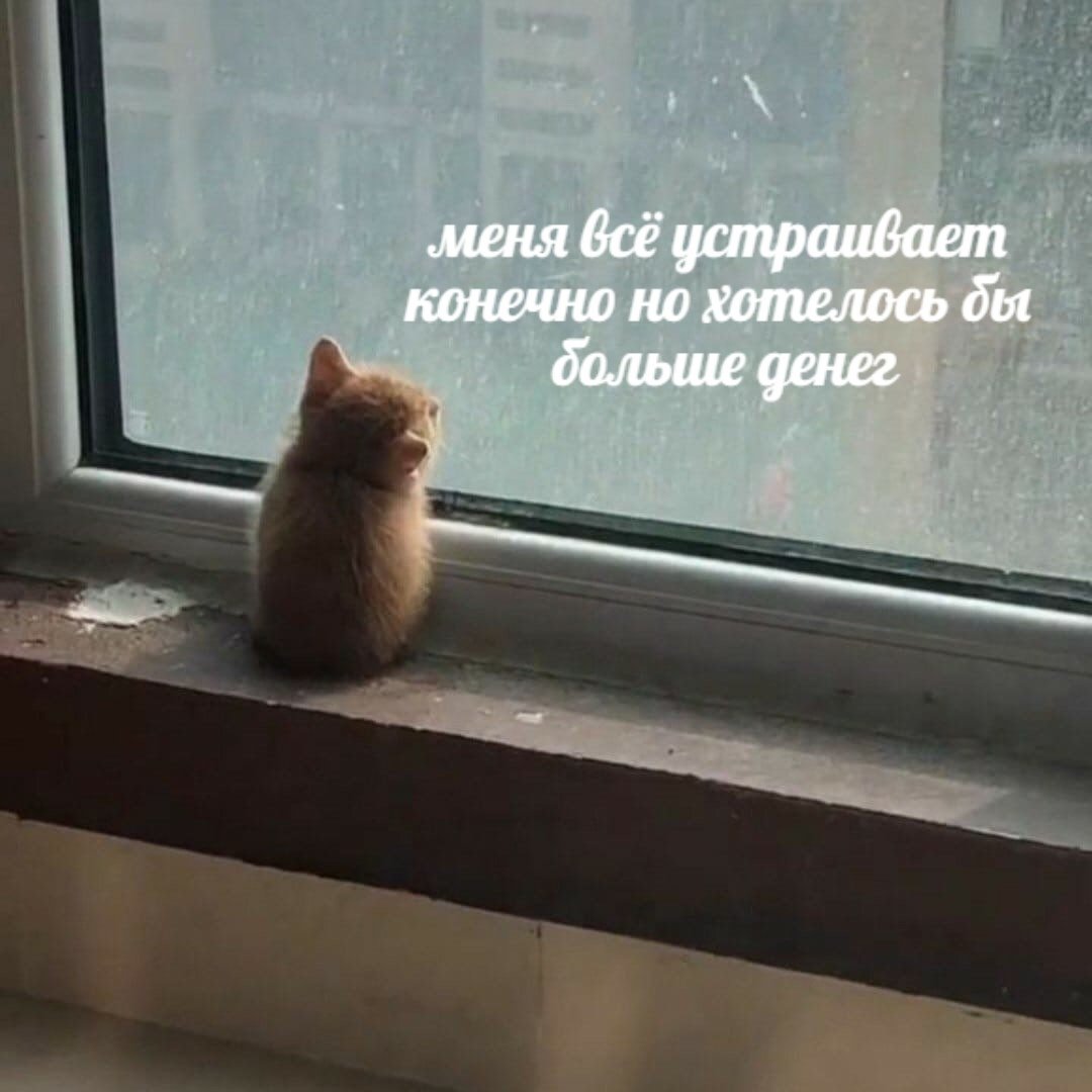 открытка смешная кто рано ложится тот. кто рано встает тот жалеет что поздно лег. утренние мемы с котами. окно зимой. проснулись смешные с надписью.