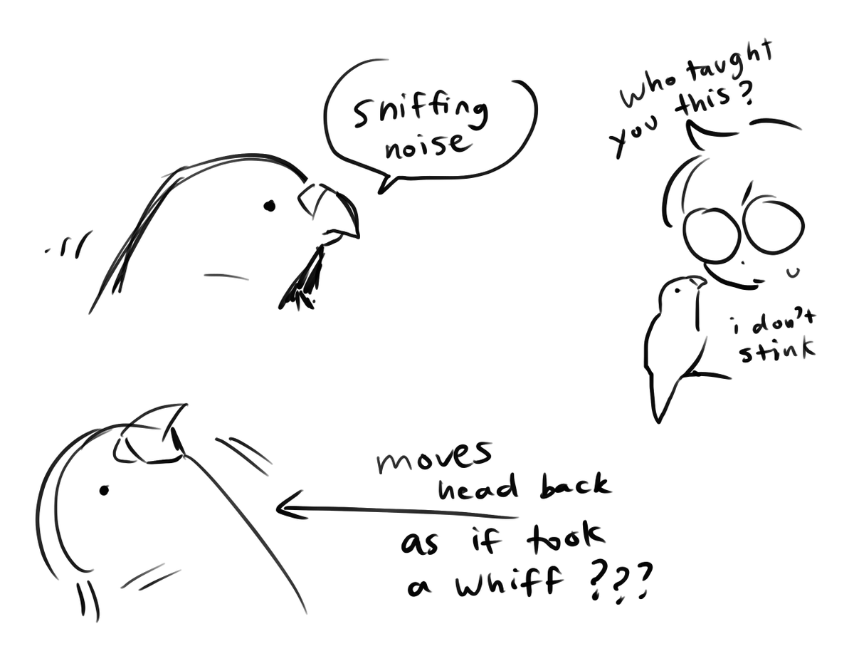 doodle of my pet bird which is  a weirdo 